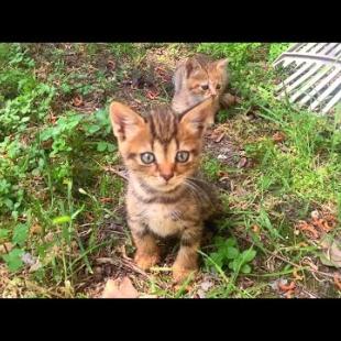 💞🐈 Laughter Guaranteed! Kittens Do a Hilarious Crab Walk While Playing Chase 😹