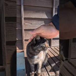 渡船場の猫を撫でる