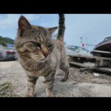 猫島の漁港にいた猫ちゃんカワイイ