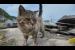 猫島の漁港にいた猫ちゃんカワイイ