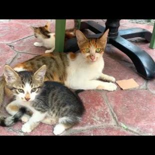 Cuteness Explosion! Kittens Drinking Breast Milk 🐱❤️