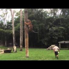 Tiger Climbing Pole - Josh and Laura