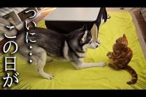 初めて子猫がハスキー犬に叱られた結果...