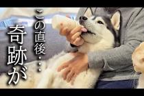 腫瘍が見つかり体調不良で元気がないのでミルクをあげてみたら...