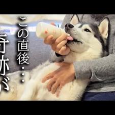 腫瘍が見つかり体調不良で元気がないのでミルクをあげてみたら...