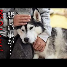 ハスキー犬がまた同じ放し飼いの犬に噛まれてしまいました...