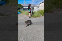 猫島で防波堤に座ると猫がトコトコ歩いてきて隣に座ってきた