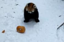 과일을 깨부수는 팬더