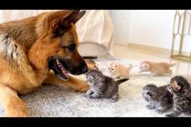 German Shepherd Under Kitten Attack! (He Secretly Loves It)