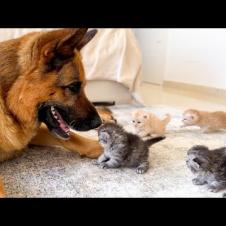 German Shepherd Under Kitten Attack! (He Secretly Loves It)