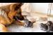 German Shepherd Under Kitten Attack! (He Secretly Loves It)