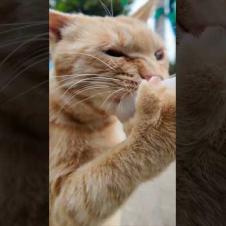 山の猫軍団にもちゅーるをあげたら、茶トラだけ本気すぎてヤバいww