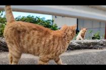 道を歩いてたら猫が次々と出てきて一緒に絶景スポットへ🐾猫島の癒し散歩🌸