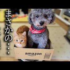 二人でルンバに乗り込んだ結果こうなりました...