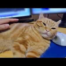 かまってほしい猫を無視して仕事してたらこうなったいました...