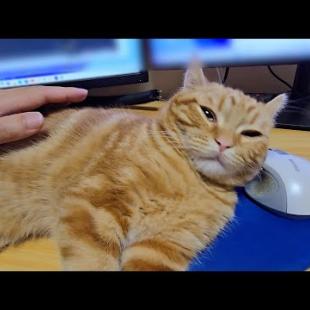 かまってほしい猫を無視して仕事してたらこうなったいました...