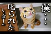 初めて子猫を本気で叱ったらこうなっちゃいました...