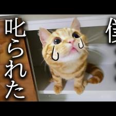 初めて子猫を本気で叱ったらこうなっちゃいました...