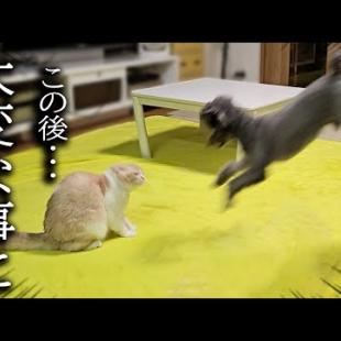 初めて猫と犬が本気で喧嘩したらこうなっちゃいました...