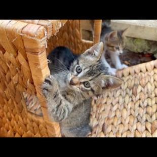 Funny kittens are incredibly cute playing games, very entertaining