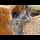 Funny kittens are incredibly cute playing games, very entertaining