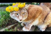 РЫСИНЫЙ ФЕЙСКОНТРОЛЬ / Почему у Барби родился один котёнок?