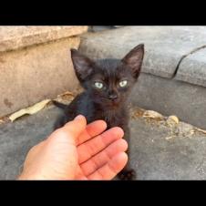 Homeless kitten never wants me to come home, full of love