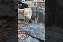 🍼💖 “Little Milk Hunters – You Won’t Be Able to Resist This Cuteness! #shorts #kitten #animalshorts