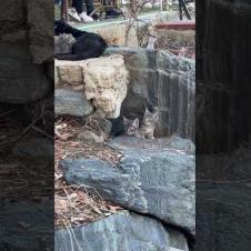 🍼💖 “Little Milk Hunters – You Won’t Be Able to Resist This Cuteness! #shorts #kitten #animalshorts