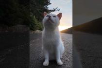 激しい夕立の後に海辺の公園に行くとよく喋る猫ちゃんと出会った