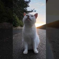 激しい夕立の後に海辺の公園に行くとよく喋る猫ちゃんと出会った