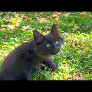 Cute long-haired kitten has a lot of fun playing