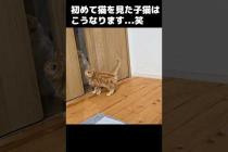 初めて猫を見た子猫はこうなります...笑 Kitten saw another cat for the first time… and THIS happened