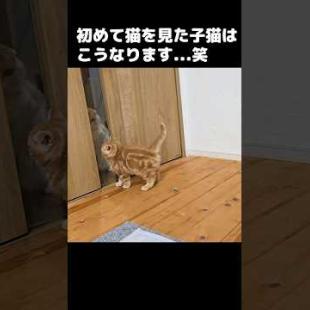 初めて猫を見た子猫はこうなります...笑 Kitten saw another cat for the first time… and THIS happened
