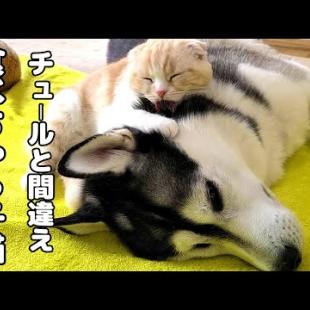 寝ぼけてハスキー犬を食べちゃう子猫がこちら...笑