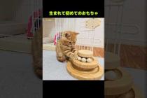 子猫に初めておもちゃをプレゼントした結果...笑#shorts