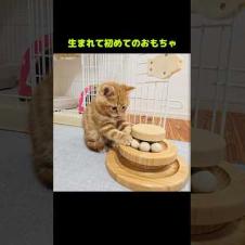 子猫に初めておもちゃをプレゼントした結果...笑#shorts
