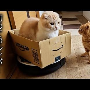 生まれて初めてルンバを見た子猫の行動がかわいすぎる...