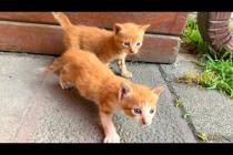 Cuteness Explosion! Hungry Kittens Search for Mother Cat 🐱✨
