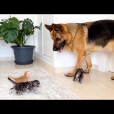 Tiny Kittens Attack This Big German Shepherd… With Love 🥹❤️