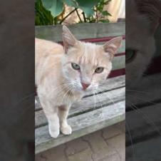 This cat is a total youtube phenomenon! #short #meow #kitten #cat #cute #kitten #animals #kittens