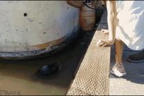 Sea lion drags girl into water.