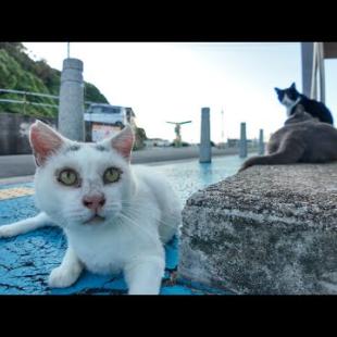 夕方の猫の集会