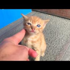 🐱💔 Their Eyes Search for Their Mothers… The Silent Scream of Hungry Kittens