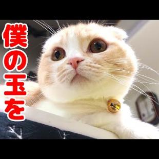 去勢して無くなった玉を探し回る子猫とハスキー犬達に胸が締め付けられました...