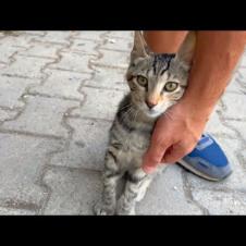 Hungry Kitten Living in Park Wants Affection More Than Food