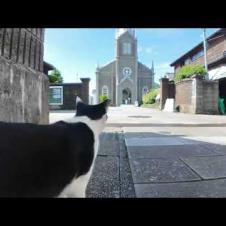 潜伏キリシタン猫!? 神聖すぎるミサへの道に密着してみた🐱✨