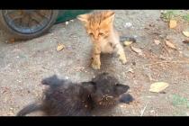 😂🐱 Run, Jump, Wrestle! Kittens Don't Run Out of Energy