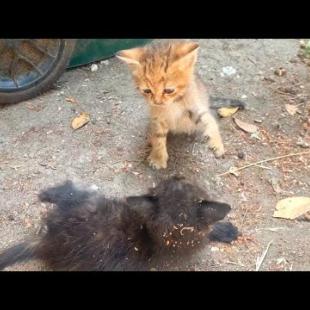 😂🐱 Run, Jump, Wrestle! Kittens Don't Run Out of Energy