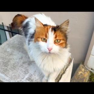 Calico street cat needs a warm home